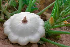COURGE Patisson blanc (Bio freches Valanjou)