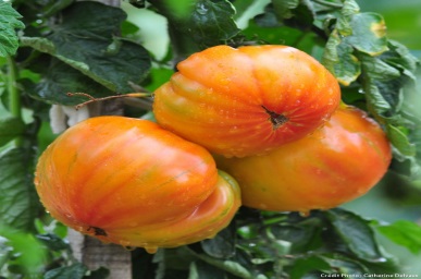 PLANT Tomate Ananas LIVRAISON 20-21 AVRIL