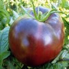 PLANT Tomate Noire de Crimée LIVRAISON 20-21 AVRIL