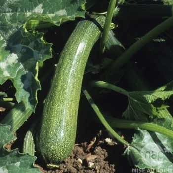 Courgette AB