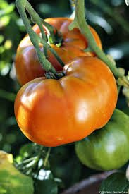 1 plant de Tomate Caro Rich