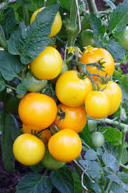 1 plant de Tomate Cerise Jaune