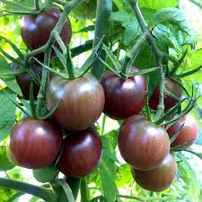 1 plant de Tomate Cerise Noire