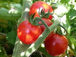 1 plant de Tomate Cerise Rouge