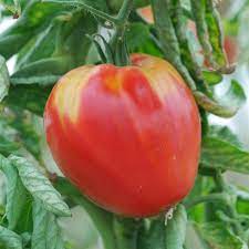 1 plant de Tomate Coeur de Boeuf rouge