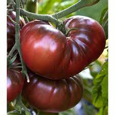 1 plant de Tomate Noire de Crimée