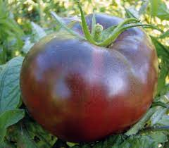 1 plant de Tomate Noire Russe
