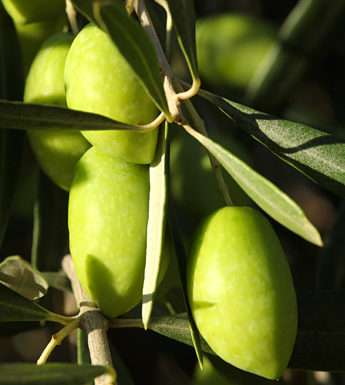 Olives vertes variété Lucques FRAICHES en saumure/ VRAC