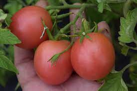 1 plant de Tomate Pink Ping Pong