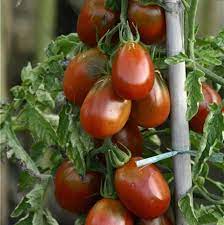 1 plant de Tomate Prune Noire