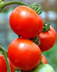1 plant de Tomate Saint Pierre
