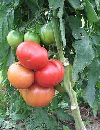 1 plant de Tomate Savignac