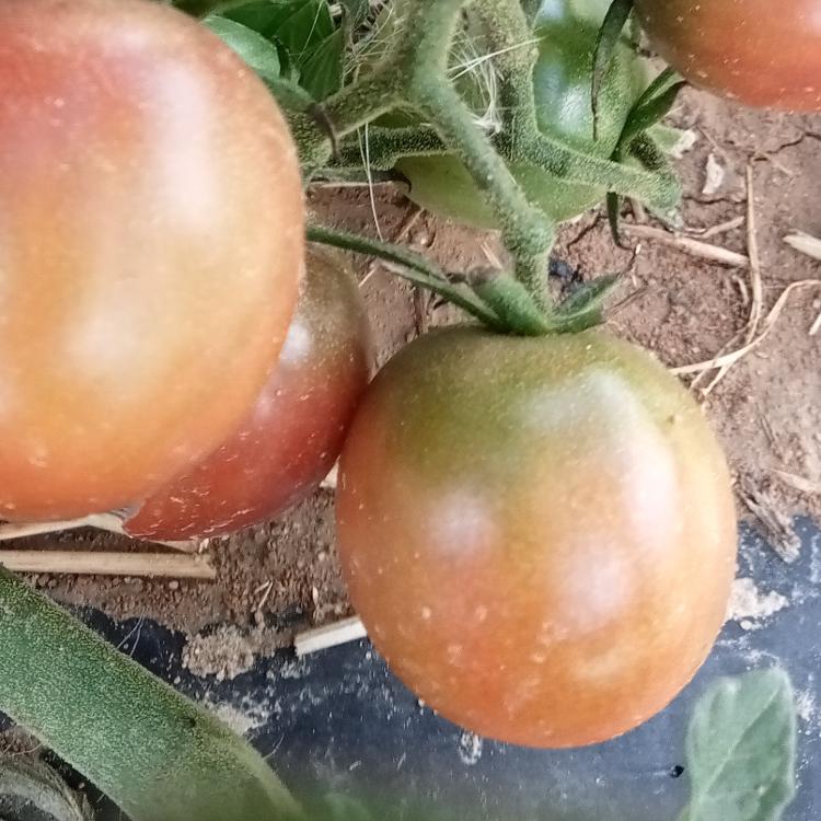 250 g tomate apéro SARL LA FLEUR DES VERGERS ET DES JARDI-SARL LA FLEUR DES VERGERS ET DES JARDINS- retiré