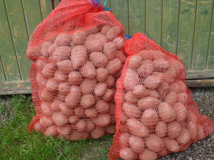 Pommes de terre à chair blanche ASTERIX - Filet de 2,5kg EARL DU PORTAIL-EARL DU PORTAIL- retiré