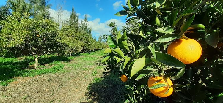 Nouveau : Oranges bio de mama abbadi seulement pour le mois de mars