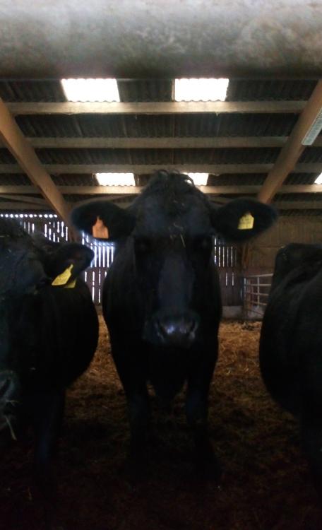 Roast-beef race Black Angus 500 kg (23,40€/kg) LA FERME DES BUTTONS-La Ferme des Buttons- retiré