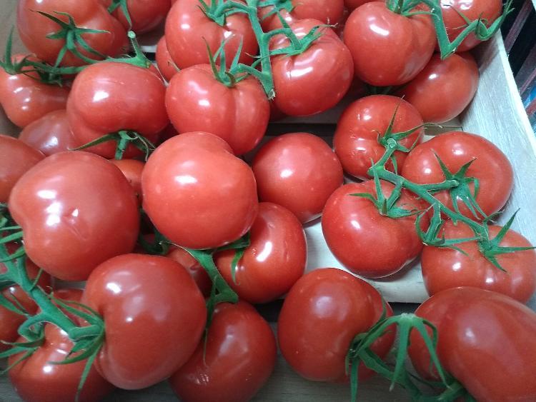 5 kg tomates à sauce LA TOMATE GOURMANDE sans pesticide-LA TOMATE GOURMANDE- retiré