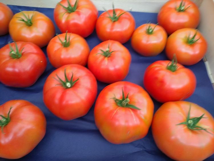 4kg tomates à farcir LA TOMATE GOURMANDE sans pesticide-LA TOMATE GOURMANDE- retiré