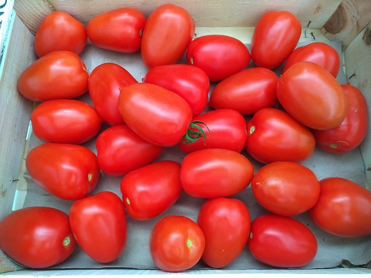 3 kg tomates allongés sans pesticide la tomate gourmande-LA TOMATE GOURMANDE- retiré