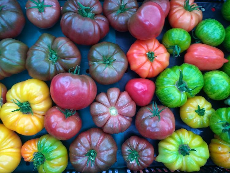 3 kg tomates anciennes variés sans pesticide la tomate gourmande-LA TOMATE GOURMANDE- retiré