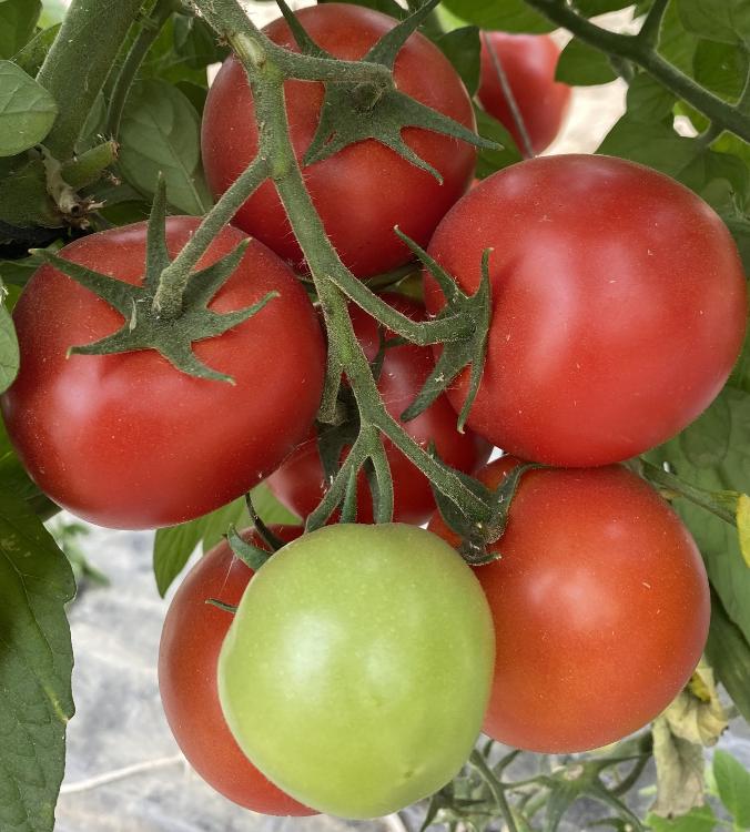 Tomates Rondes - Ferme de la Basse Roche