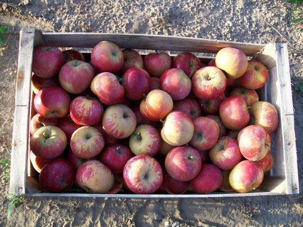 Pommes 10kg HERBA HUMANA