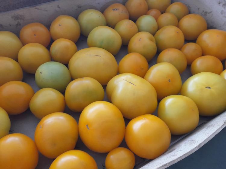 Tomates Lemon Boy- Ferme de la Basse Roche