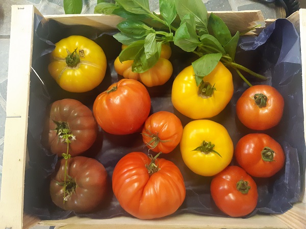 Tomates dégustation 2 kg