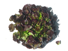 Salade feuille de chêne rouge