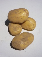 Pommes de terre   Nicola