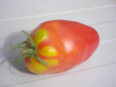 Tomates Cornue des Andes