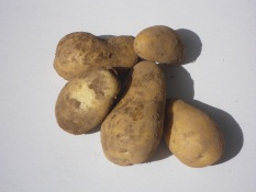 Pommes de terre Allians