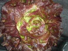 Salade laitue brune de serre