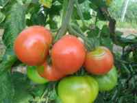 Tomates rose de Berne