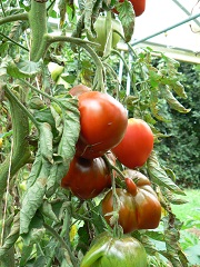 Tomates noire russe