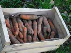 carottes par 5 kgs