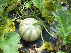 Melon taille moyenne