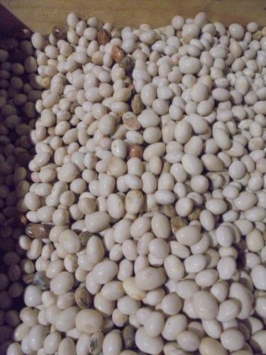 haricots en grains blancs "coco" secs