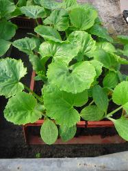 Plant courgette ronde