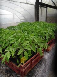 plant tomate montfavet