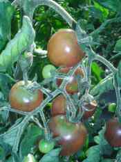 Tomates cerise noires