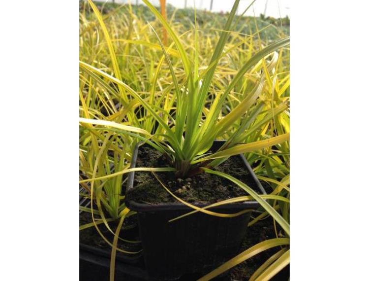 Plante vivace : Carex - unité