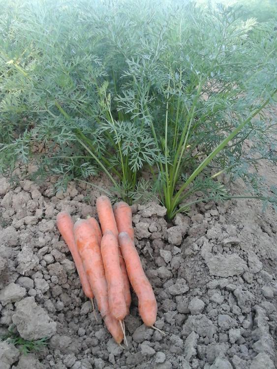 carotte 2kg