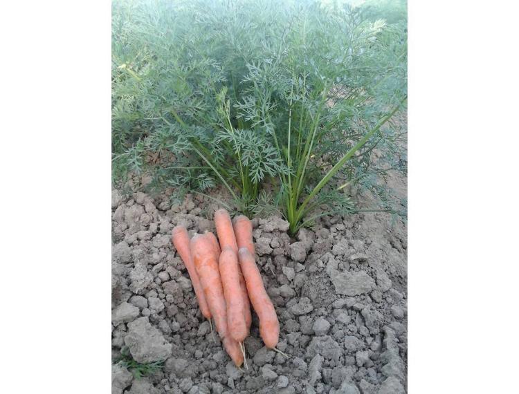 carotte 1 kg