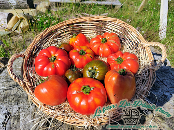 Tomate ancienne en mélange bio