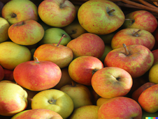 Photo d'un panier de pommes Calville d'Août