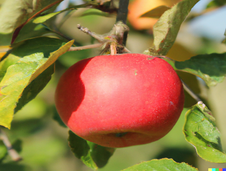 Photo de la pomme Court Pendu Rouge dans son arbre