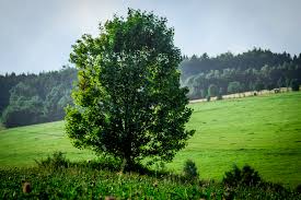 Comment obtenir un arbre en bonne santé et productif à partir d'un simple scion