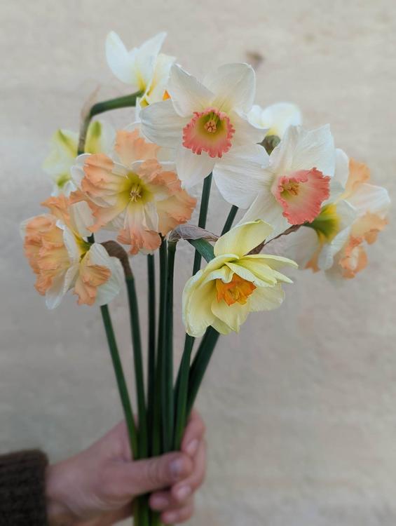 Botte de fleurs BIO - Narcisse