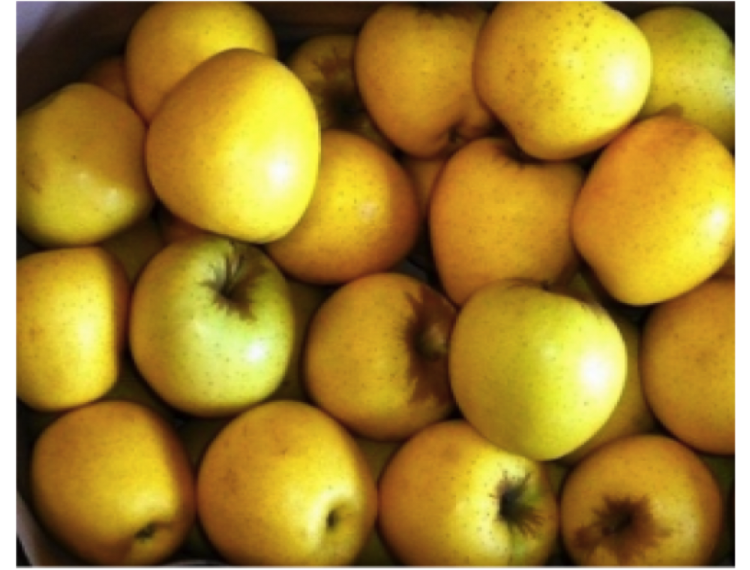 Caisse de Pommes GOLDEN (10kg) pour COMPOTE